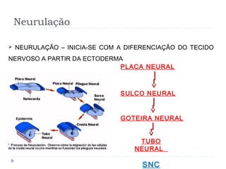 Neurulação
 NEURULAÇÃO – INICIA-SE COM A DIFERENCIAÇÃO DO TECIDO
NERVOSO A PARTIR DA ECTODERMA
PLACA NEURAL
SULCO NEURAL
GOTEIRA NEURAL
TUBO
NEURAL
SNC
 