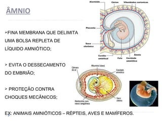 ÂMNIO
FINA MEMBRANA QUE DELIMITA
UMA BOLSA REPLETA DE
LÍQUIDO AMNIÓTICO;
 EVITA O DESSECAMENTO
DO EMBRIÃO;
 PROTEÇÃO CONTRA
CHOQUES MECÂNICOS;
EX: ANIMAIS AMNIÓTICOS – RÉPTEIS, AVES E MAMÍFEROS.
 