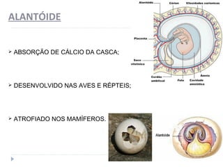ALANTÓIDE
 ABSORÇÃO DE CÁLCIO DA CASCA;
 DESENVOLVIDO NAS AVES E RÉPTEIS;
 ATROFIADO NOS MAMÍFEROS.
 