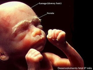 Desenvolvimento fetal 6º mês
 