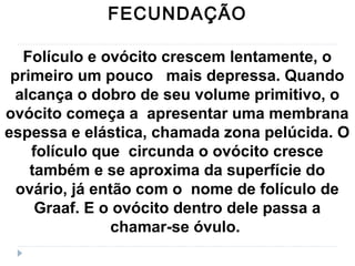 FECUNDAÇÃO
Folículo e ovócito crescem lentamente, o
primeiro um pouco mais depressa. Quando
alcança o dobro de seu volume primitivo, o
ovócito começa a apresentar uma membrana
espessa e elástica, chamada zona pelúcida. O
folículo que circunda o ovócito cresce
também e se aproxima da superfície do
ovário, já então com o nome de folículo de
Graaf. E o ovócito dentro dele passa a
chamar-se óvulo.
 