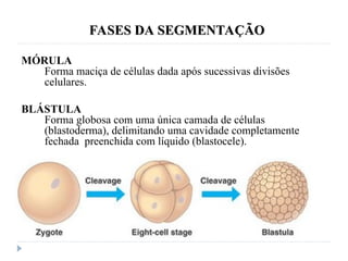 FASES DA SEGMENTAÇÃO
FASES DA SEGMENTAÇÃO
MÓRULA
Forma maciça de células dada após sucessivas divisões
celulares.
BLÁSTULA
Forma globosa com uma única camada de células
(blastoderma), delimitando uma cavidade completamente
fechada preenchida com líquido (blastocele).
 