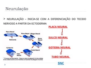 Neurulação
 NEURULAÇÃO – INICIA-SE COM A DIFERENCIAÇÃO DO TECIDO
NERVOSO A PARTIR DA ECTODERMA
PLACA NEURAL
SULCO NEURAL
GOTEIRA NEURAL
TUBO NEURAL
SNC
 
