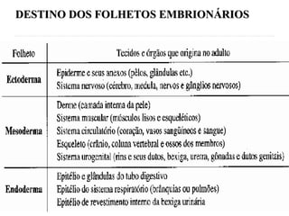 DESTINO DOS FOLHETOS EMBRIONÁRIOS
DESTINO DOS FOLHETOS EMBRIONÁRIOS
 