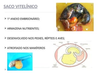 SACO VITELÍNICO
 1º ANEXO EMBRIONÁRIO;
 ARMAZENA NUTRIENTES;
 DESENVOLVIDO NOS PEIXES, RÉPTEIS E AVES;
 ATROFIADO NOS MAMÍFEROS
 