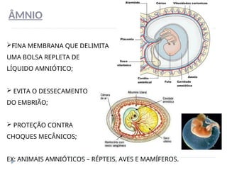 ÂMNIO
FINA MEMBRANA QUE DELIMITA
UMA BOLSA REPLETA DE
LÍQUIDO AMNIÓTICO;
 EVITA O DESSECAMENTO
DO EMBRIÃO;
 PROTEÇÃO CONTRA
CHOQUES MECÂNICOS;
EX: ANIMAIS AMNIÓTICOS – RÉPTEIS, AVES E MAMÍFEROS.
 