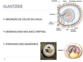 ALANTÓIDE
 ABSORÇÃO DE CÁLCIO DA CASCA;
 DESENVOLVIDO NAS AVES E RÉPTEIS;
 ATROFIADO NOS MAMÍFEROS.
 