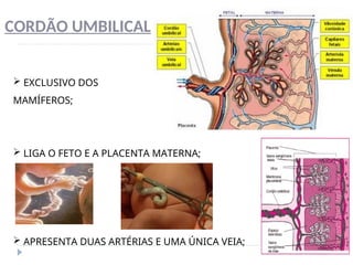 CORDÃO UMBILICAL
 EXCLUSIVO DOS
MAMÍFEROS;
 LIGA O FETO E A PLACENTA MATERNA;
 APRESENTA DUAS ARTÉRIAS E UMA ÚNICA VEIA;
 