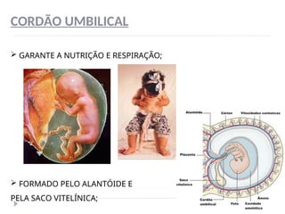 CORDÃO UMBILICAL
 GARANTE A NUTRIÇÃO E RESPIRAÇÃO;
 FORMADO PELO ALANTÓIDE E
PELA SACO VITELÍNICA;
 