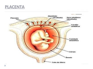 PLACENTA
 