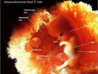 Desenvolvimento fetal 3º mês
 