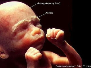 Desenvolvimento fetal 6º mês
 