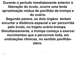 Durante o período imediatamente anterior à
liberação do óvulo, ocorre uma lenta
aproximação mútua do pavilhão da trompa e
do ovário.
Segundo parece, os dois órgãos tentam
encurtar a distância espacial a ser percorrida
pelo óvulo, no trajeto ovário-trompa.
Simultaneamente, a trompa começa a exercer
movimentos que a percorrem toda, em
ondulações rítmicas, no sentido pavilhão-
útero.
 