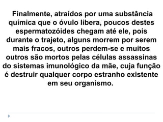 Finalmente, atraídos por uma substância
química que o óvulo libera, poucos destes
espermatozóides chegam até ele, pois
durante o trajeto, alguns morrem por serem
mais fracos, outros perdem-se e muitos
outros são mortos pelas células assassinas
do sistemas imunológico da mãe, cuja função
é destruir qualquer corpo estranho existente
em seu organismo.
 