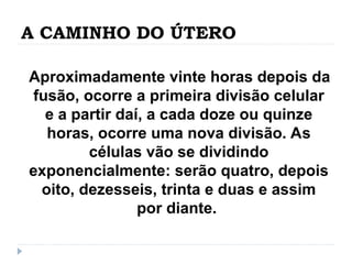 A CAMINHO DO ÚTERO
Aproximadamente vinte horas depois da
fusão, ocorre a primeira divisão celular
e a partir daí, a cada doze ou quinze
horas, ocorre uma nova divisão. As
células vão se dividindo
exponencialmente: serão quatro, depois
oito, dezesseis, trinta e duas e assim
por diante.
 