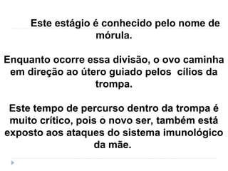 Este estágio é conhecido pelo nome de
mórula.
Enquanto ocorre essa divisão, o ovo caminha
em direção ao útero guiado pelos cílios da
trompa.
Este tempo de percurso dentro da trompa é
muito crítico, pois o novo ser, também está
exposto aos ataques do sistema imunológico
da mãe.
 