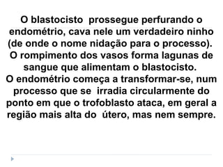 O blastocisto prossegue perfurando o
endométrio, cava nele um verdadeiro ninho
(de onde o nome nidação para o processo).
O rompimento dos vasos forma lagunas de
sangue que alimentam o blastocisto.
O endométrio começa a transformar-se, num
processo que se irradia circularmente do
ponto em que o trofoblasto ataca, em geral a
região mais alta do útero, mas nem sempre.
 
