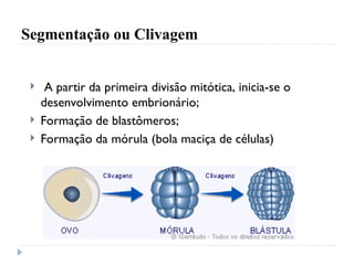 Segmentação ou Clivagem
 A partir da primeira divisão mitótica, inicia-se o
desenvolvimento embrionário;
 Formação de blastômeros;
 Formação da mórula (bola maciça de células)
 