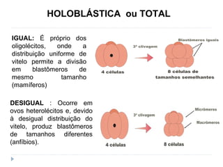 HOLOBLÁSTICA ou TOTAL
DESIGUAL : Ocorre em
ovos heterolécitos e, devido
à desigual distribuição do
vitelo, produz blastômeros
de tamanhos diferentes
(anfíbios).
IGUAL: É próprio dos
oligolécitos, onde a
distribuição uniforme de
vitelo permite a divisão
em blastômeros de
mesmo tamanho
(mamíferos)
 