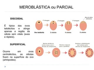 DISCOIDAL
É típico dos ovos
telolécitos e atinge
apenas a região da
célula sem vitelo (aves
e répteis).
SUPERFICIAL
Ocorre em ovos
centrolécitos, as células
ficam na superfície do ovo
(artrópodes).
MEROBLÁSTICA ou PARCIAL
 