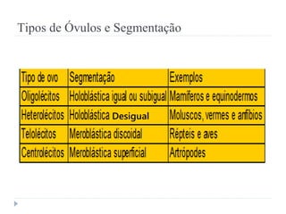 Tipos de Óvulos e Segmentação
Desigual
 