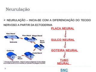 Neurulação
 NEURULAÇÃO – INICIA-SE COM A DIFERENCIAÇÃO DO TECIDO
NERVOSO A PARTIR DA ECTODERMA
PLACA NEURAL
SULCO NEURAL
GOTEIRA NEURAL
TUBO
NEURAL
SNC
 