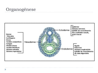Organogênese
 