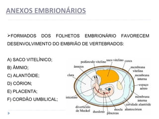 ANEXOS EMBRIONÁRIOS
FORMADOS DOS FOLHETOS EMBRIONÁRIO FAVORECEM
DESENVOLVIMENTO DO EMBRIÃO DE VERTEBRADOS:
A) SACO VITELÍNICO;
B) ÂMNIO;
C) ALANTÓIDE;
D) CÓRION;
E) PLACENTA;
F) CORDÃO UMBILICAL;
 