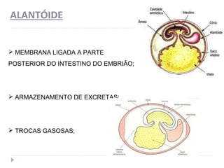 ALANTÓIDE
 MEMBRANA LIGADA A PARTE
POSTERIOR DO INTESTINO DO EMBRIÃO;
 ARMAZENAMENTO DE EXCRETAS;
 TROCAS GASOSAS;
 