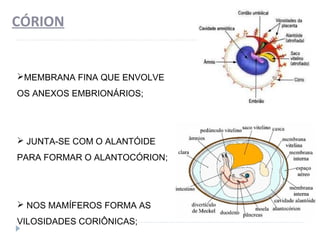 CÓRION
MEMBRANA FINA QUE ENVOLVE
OS ANEXOS EMBRIONÁRIOS;
 JUNTA-SE COM O ALANTÓIDE
PARA FORMAR O ALANTOCÓRION;
 NOS MAMÍFEROS FORMA AS
VILOSIDADES CORIÔNICAS;
 