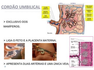 CORDÃO UMBILICAL
 EXCLUSIVO DOS
MAMÍFEROS;
 LIGA O FETO E A PLACENTA MATERNA;
 APRESENTA DUAS ARTÉRIAS E UMA ÚNICA VEIA;
 