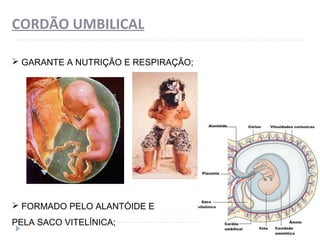 CORDÃO UMBILICAL
 GARANTE A NUTRIÇÃO E RESPIRAÇÃO;
 FORMADO PELO ALANTÓIDE E
PELA SACO VITELÍNICA;
 