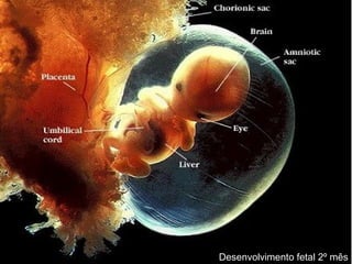 Desenvolvimento fetal 2º mês
 
