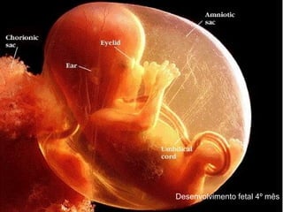 Desenvolvimento fetal 4º mês
 