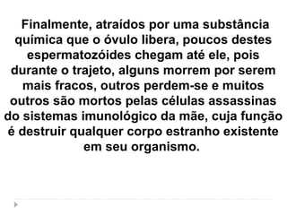 Finalmente, atraídos por uma substância
química que o óvulo libera, poucos destes
espermatozóides chegam até ele, pois
durante o trajeto, alguns morrem por serem
mais fracos, outros perdem-se e muitos
outros são mortos pelas células assassinas
do sistemas imunológico da mãe, cuja função
é destruir qualquer corpo estranho existente
em seu organismo.
 