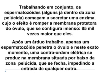 Trabalhando em conjunto, os
espermatozóides (alguns já dentro da zona
pelúcida) começam a secretar uma enzima,
cujo o efeito é romper a membrana protetora
do óvulo, que se configura imenso: 85 mil
vezes maior que eles.
Após um árduo trabalho, apenas um
espermatozóide penetra o óvulo e neste exato
momento, uma contra-ordem elétrica se
produz na membrana situada por baixo da
zona pelúcida, que se fecha, impedindo a
entrada de qualquer outro.
 