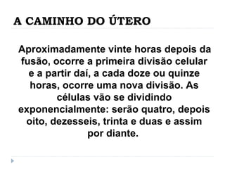 A CAMINHO DO ÚTERO
Aproximadamente vinte horas depois da
fusão, ocorre a primeira divisão celular
e a partir daí, a cada doze ou quinze
horas, ocorre uma nova divisão. As
células vão se dividindo
exponencialmente: serão quatro, depois
oito, dezesseis, trinta e duas e assim
por diante.
 