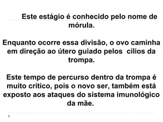 Este estágio é conhecido pelo nome de
mórula.
Enquanto ocorre essa divisão, o ovo caminha
em direção ao útero guiado pelos cílios da
trompa.
Este tempo de percurso dentro da trompa é
muito crítico, pois o novo ser, também está
exposto aos ataques do sistema imunológico
da mãe.
 