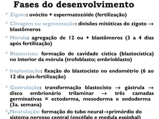 Fases do desenvolvimento
 Zigoto: ovócito + espermatozóide (fertilização)
 Clivagem ou segmentação: divisões mitóticas do zigoto →
blastômeros
 Mórula: agregação de 12 ou + blastômeros (3 a 4 dias
após fertilização)
 Blastocisto: formação de cavidade cística (blastocística)
no interior da mórula (trofoblasto; embrioblasto)
 Implantação: fixação do blastocisto no endométrio (6 ao
12 dia pós-fertilização)
 Gastrulação: transformação blastocisto → gástrula →
disco embrionário trilaminar → três camadas
germinativas = ectoderma, mesoderma e endoderma
(3a. semana)
 Neurulação: formação do tubo neural→primórdio do
 
