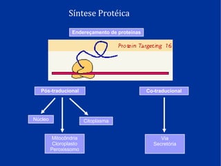 Síntese Protéica
Endereçamento de proteínas
Pós-traducional Co-traducional
CitoplasmaNúcleo
Mitocôndria
Cloroplasto
Peroxissomo
Via
Secretória
 