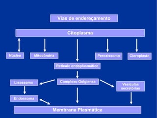 Vias de endereçamento
Núcleo
Retículo endoplasmático
Lisossoma
Endossoma
Peroxissomo Cloroplasto
Vesículas
secretórias
Complexo Golgiense
Mitocôndria
Citoplasma
Membrana Plasmática
 