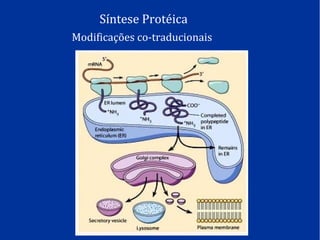 Síntese Protéica
Modificações co-traducionais
 