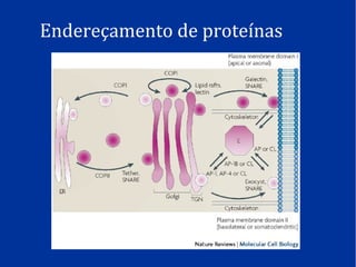 Endereçamento de proteínas
 