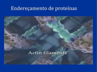 Endereçamento de proteínas
 