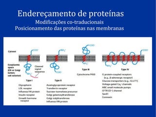 Endereçamento de proteínas
Modificações co-traducionais
Posicionamento das proteínas nas membranas
 