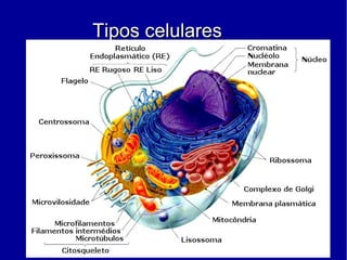 Tipos celularesTipos celulares
 