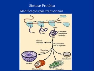 Síntese Protéica
Modificações pós-traducionais
 