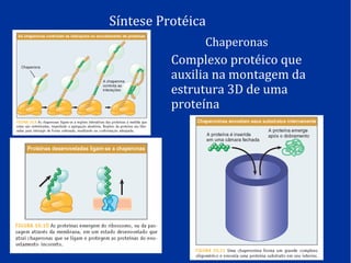 Síntese Protéica
Chaperonas
Complexo protéico que
auxilia na montagem da
estrutura 3D de uma
proteína
 