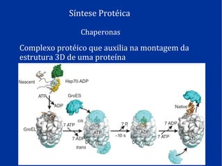 Síntese Protéica
Chaperonas
Complexo protéico que auxilia na montagem da
estrutura 3D de uma proteína
 