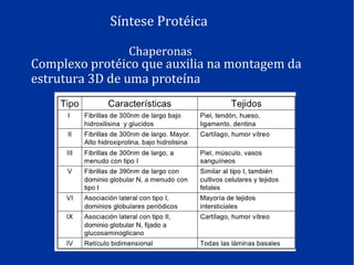 Síntese Protéica
Chaperonas
Complexo protéico que auxilia na montagem da
estrutura 3D de uma proteína
 